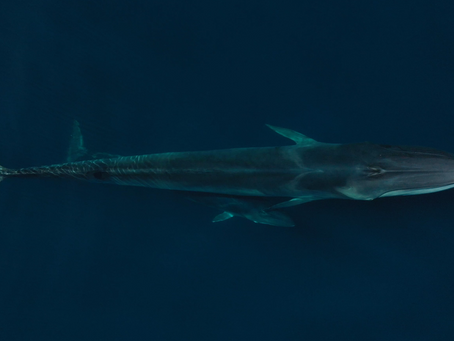 Euronav makes whale protection measures mandatory for its fleet through our Whale Guardians program