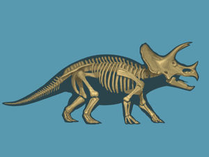 Triceratops Anatomy 