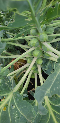 IMG-20251031-WA0030.jpeg