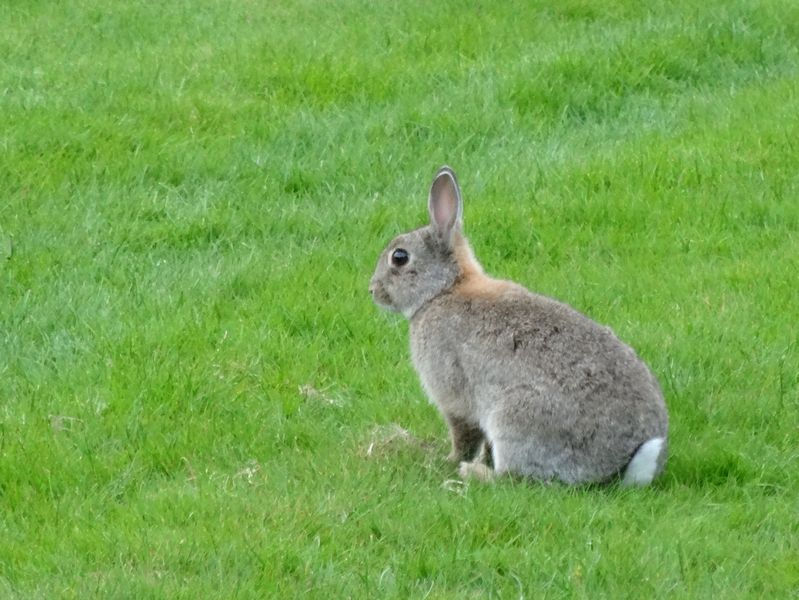 Lapin Invalides Rabbit Miel de Paris - Charlotte DUmas
