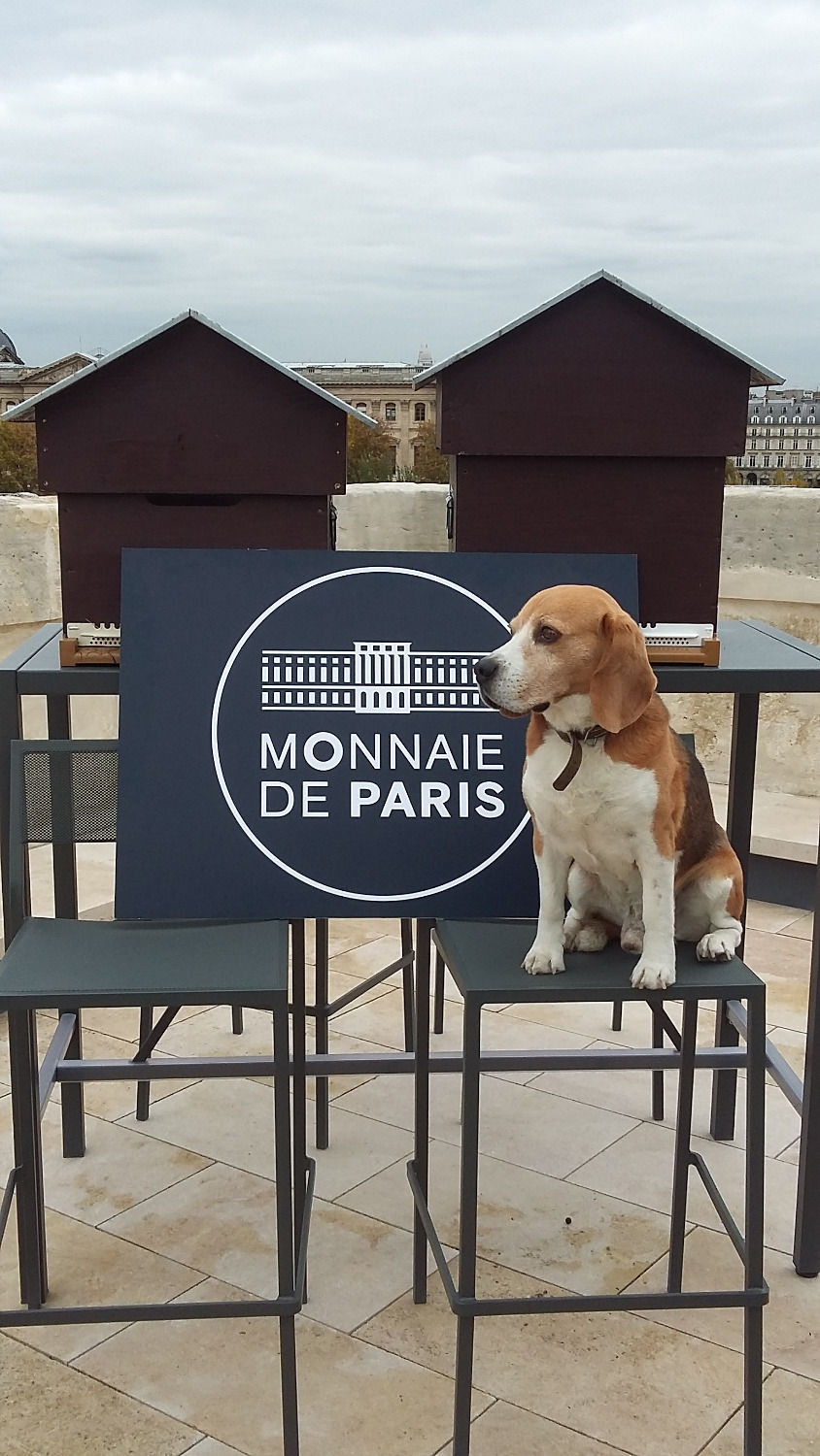 Filou dog beekeeper Monnaie