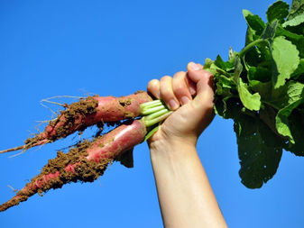 L'Inra en est désormais convaincu : oui, la permaculture est rentable !