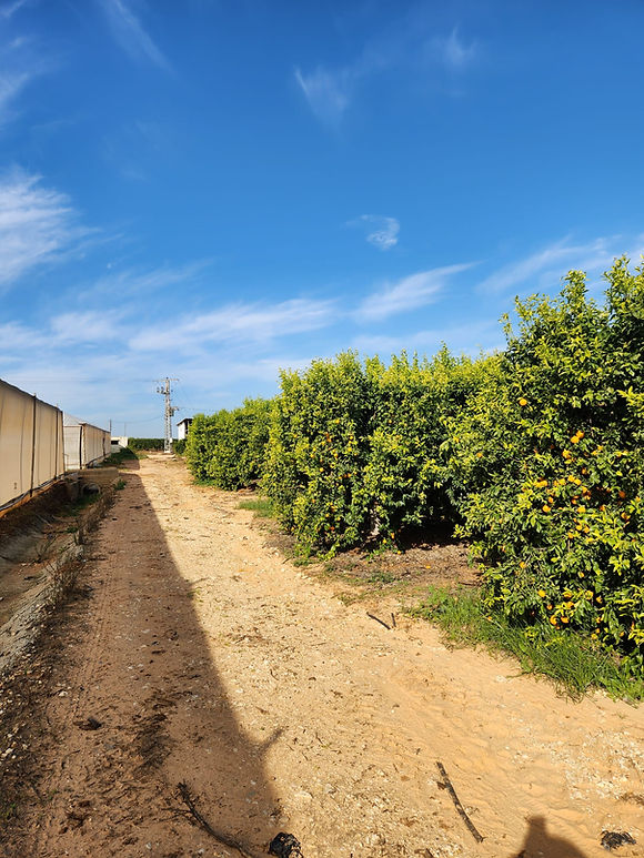 WhatsApp Image 2026-01-07 at 10.00.15.jpeg