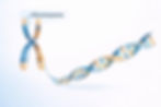 chromosome