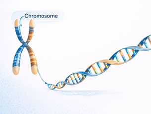Chromosome