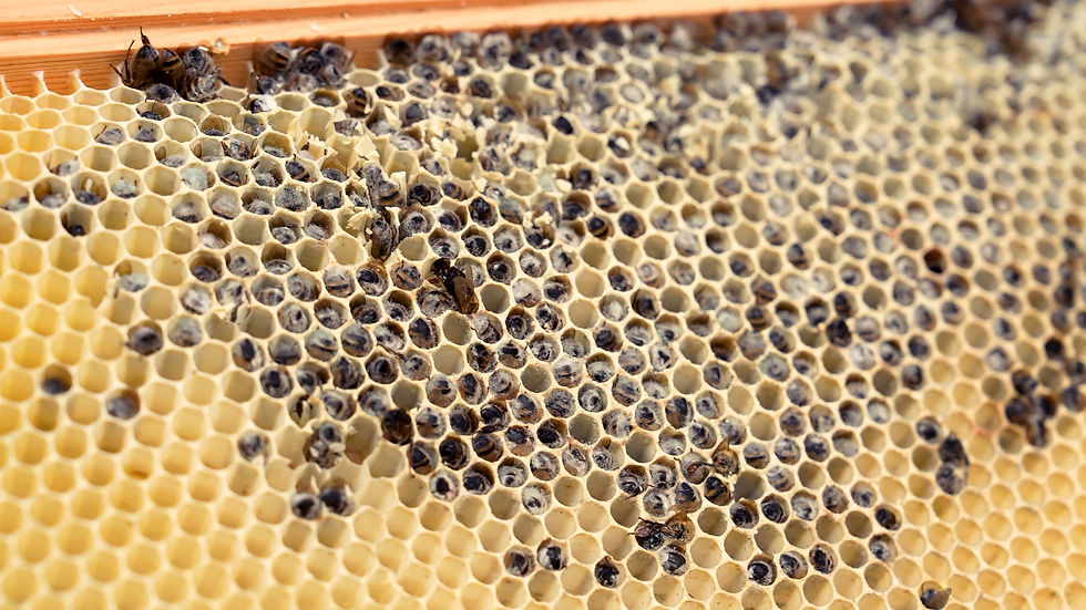 Bees crawl on a honeycomb filled with capped brood cells. The yellow wax pattern is detailed, with the wooden frame visible at the top.