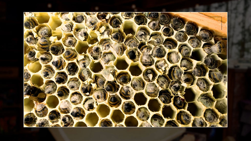Close-up of honeycomb cells filled with capped brood, showing developing bee larvae. The image features a warm yellow and brown palette.