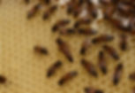 Guide to Successfully Requeening a Beehive - Bee Colony Management