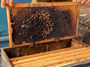 How To Clean Beehives - Scrape, Scorch and Sterilise Wooden Beekeeping Equipment To Keep Your Bees Healthy