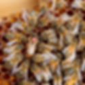 Mated Queen Bee.jpg