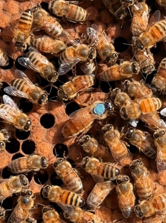 Cluster of bees on a honeycomb, one marked with a blue dot. The scene is busy and warm-toned with intricate hexagonal cells.
