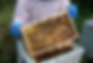 Buy Bees UK From Black Mountain Honey