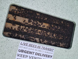 Adam's Apiaries: Receiving My First Black Mountain Honey Nuc of Bees