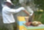 Comprehensive Strategies for Bee Care - From Hive to Health