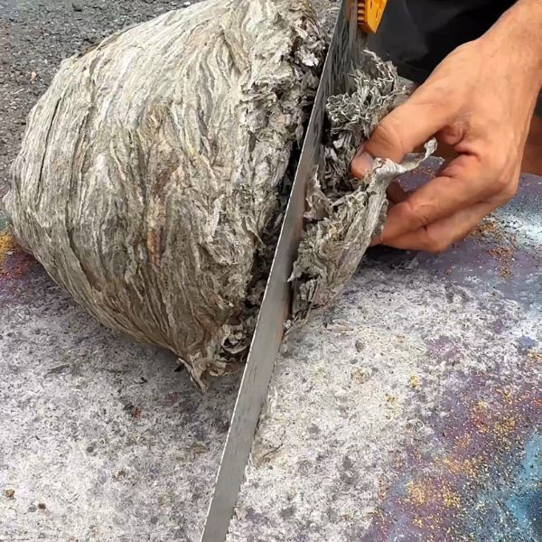 Hand cutting a large wasp nest in half with a saw on a textured surface. The nest has a layered, paper-like texture and sandy debris surrounds it.