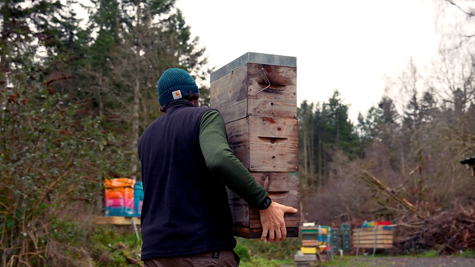 Man in green hat carries wooden box outdoors, surrounded by colorful boxes and trees. Overcast sky, rural setting.
