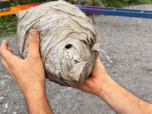 A Look Inside An Old Abandoned Wasps Nest