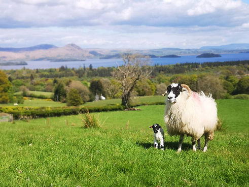 Lennox of Lomond Lambing 2.jpg