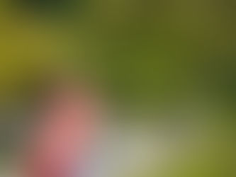 成人式前撮りを緑と一緒にいかがですか。