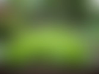 How to Build a Thriving Home Garden for Beginners