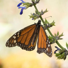Η μεταναστευτική πεταλούδα μονάρχης έχει πλέον ταξινομηθεί ως «απειλούμενη»