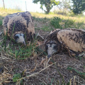 Δύο νεοσσοί γύπες είδους Ασπροπάρη επέστρεψαν και ζουν με ασφάλεια στο δάσος της Δαδιάς