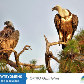 Μια βουτιά στην βιοποικιλότητα!