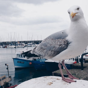 Plasticosis: Η νέα ασθένεια που προκαλείται στα θαλασσοπούλια από τα πλαστικά