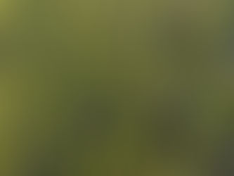 Ξεκινά σήμερα η ανάρτηση των δασικών χαρτών