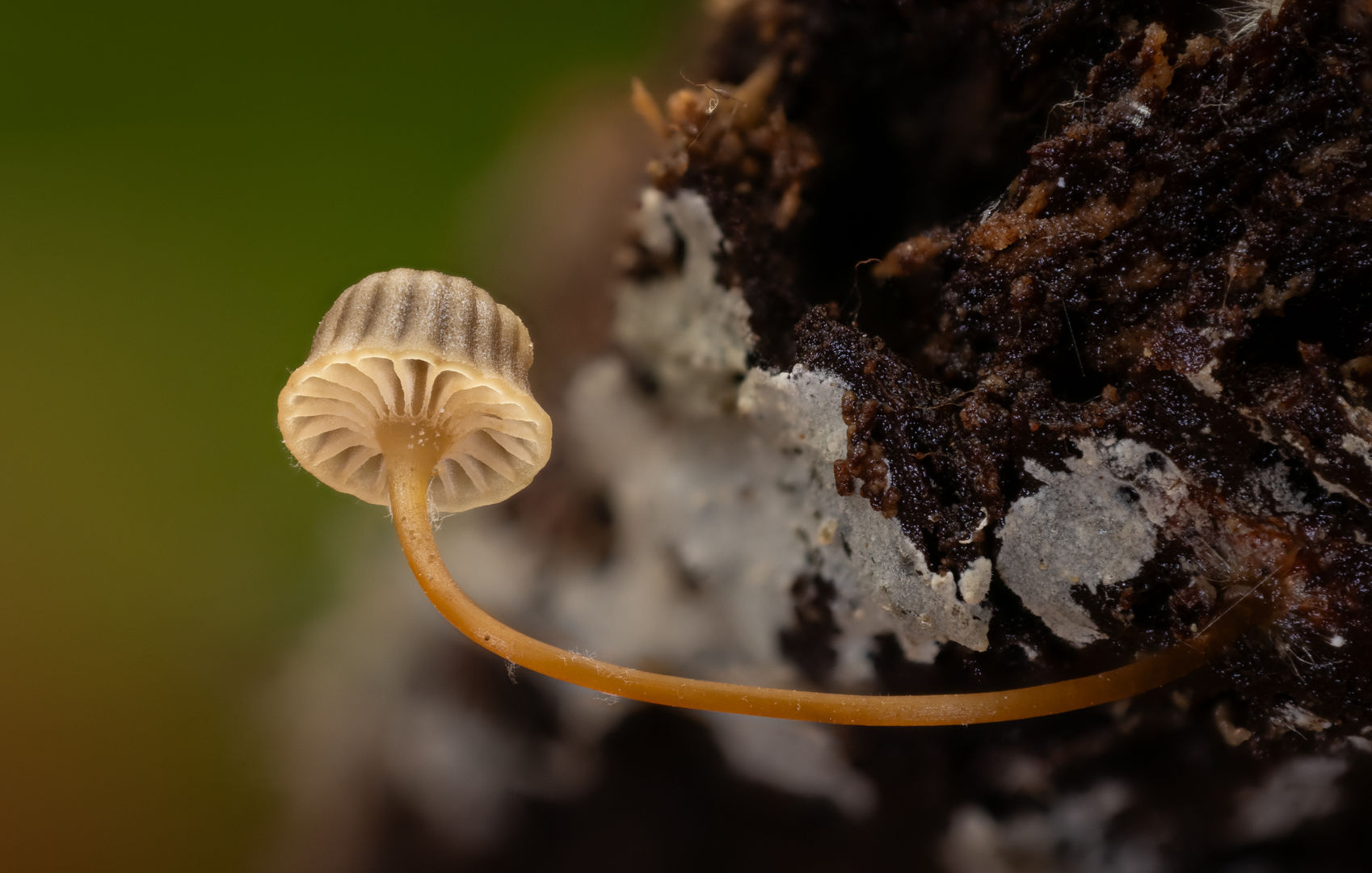 Mycena picta