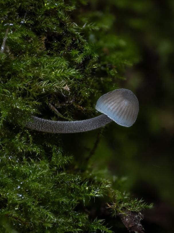 Mycena subcaerulea