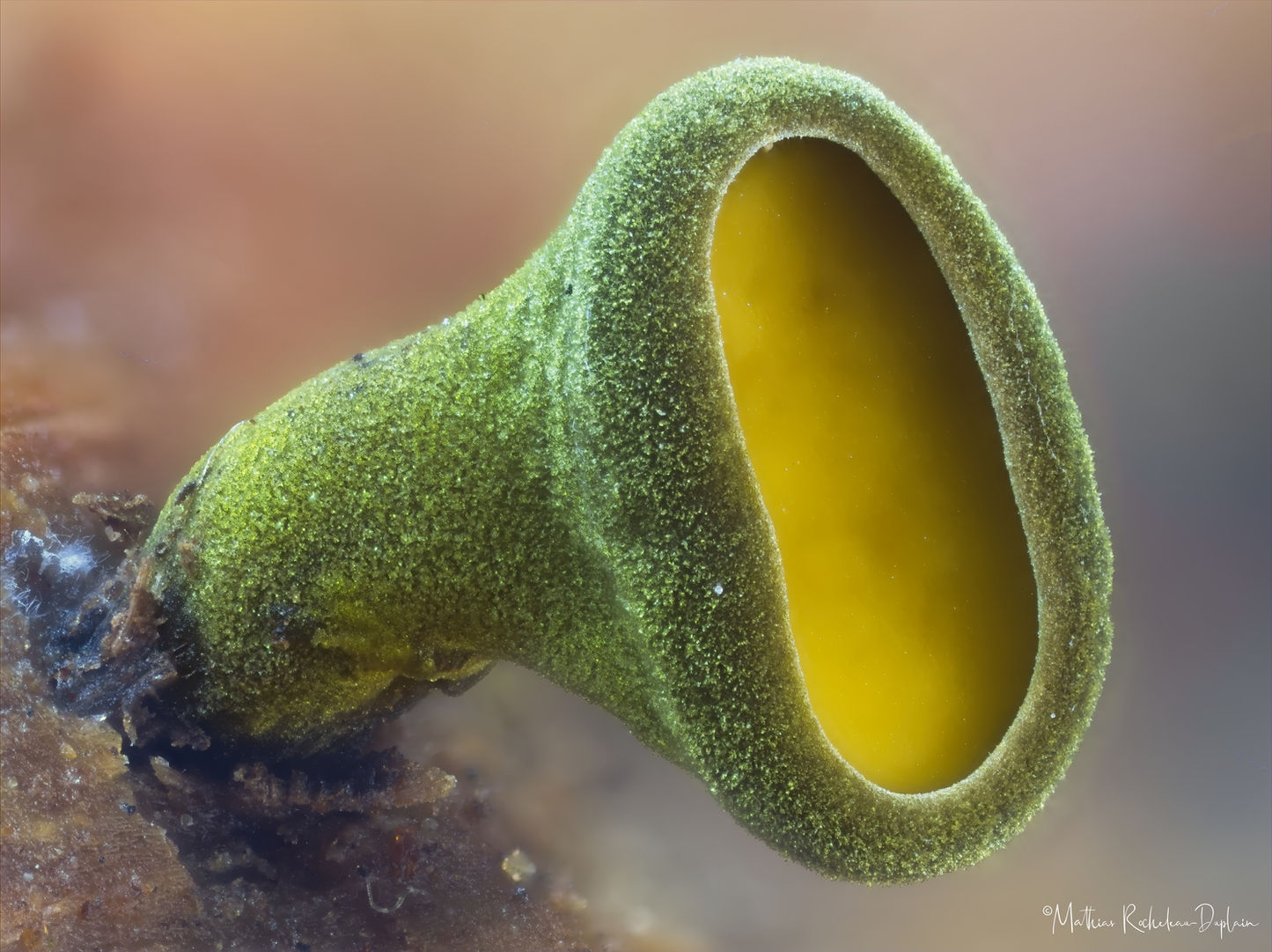 Chlorencoelia sp.
