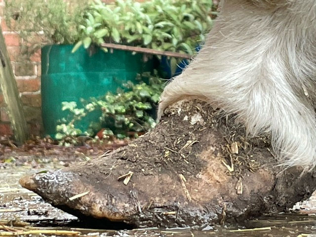 Overgrown hoof of a pony with laminitis at the start of rehabilitation