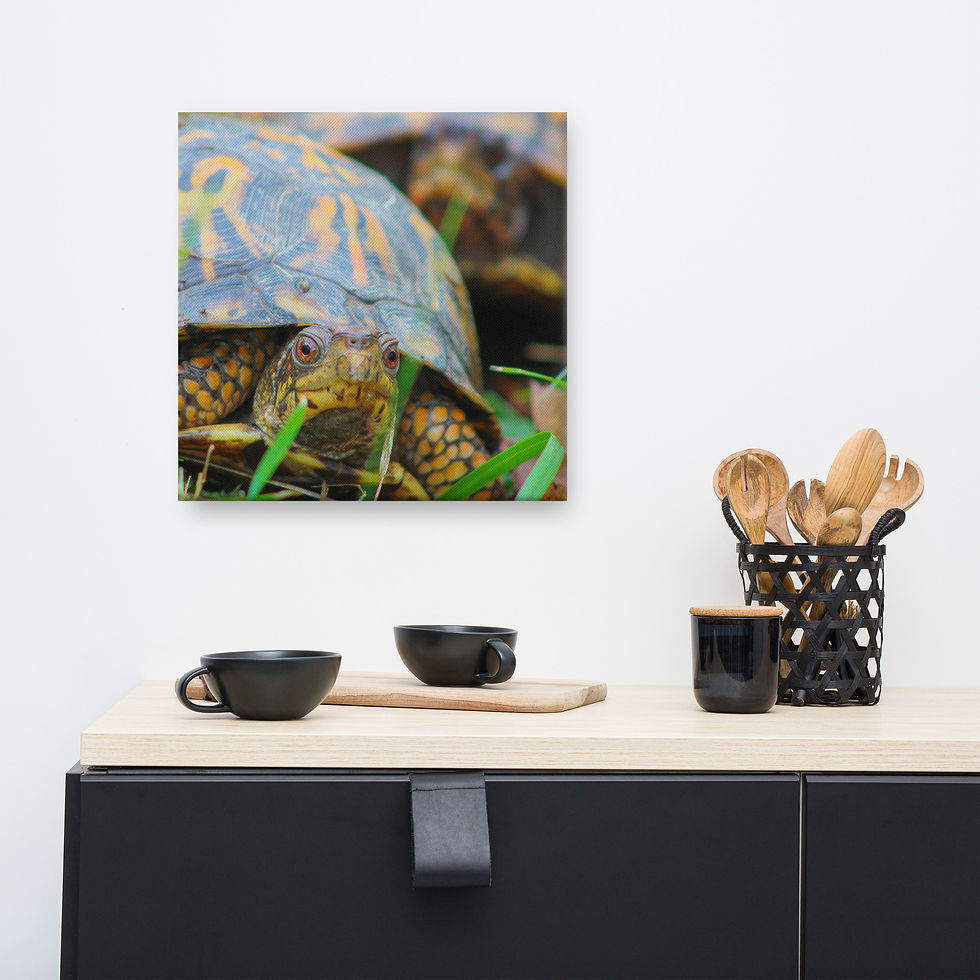 Thumbnail: Eastern Box Turtle Pair Canvas
