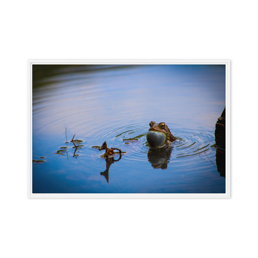 Thumbnail: Vocalizing American Toad Framed canvas