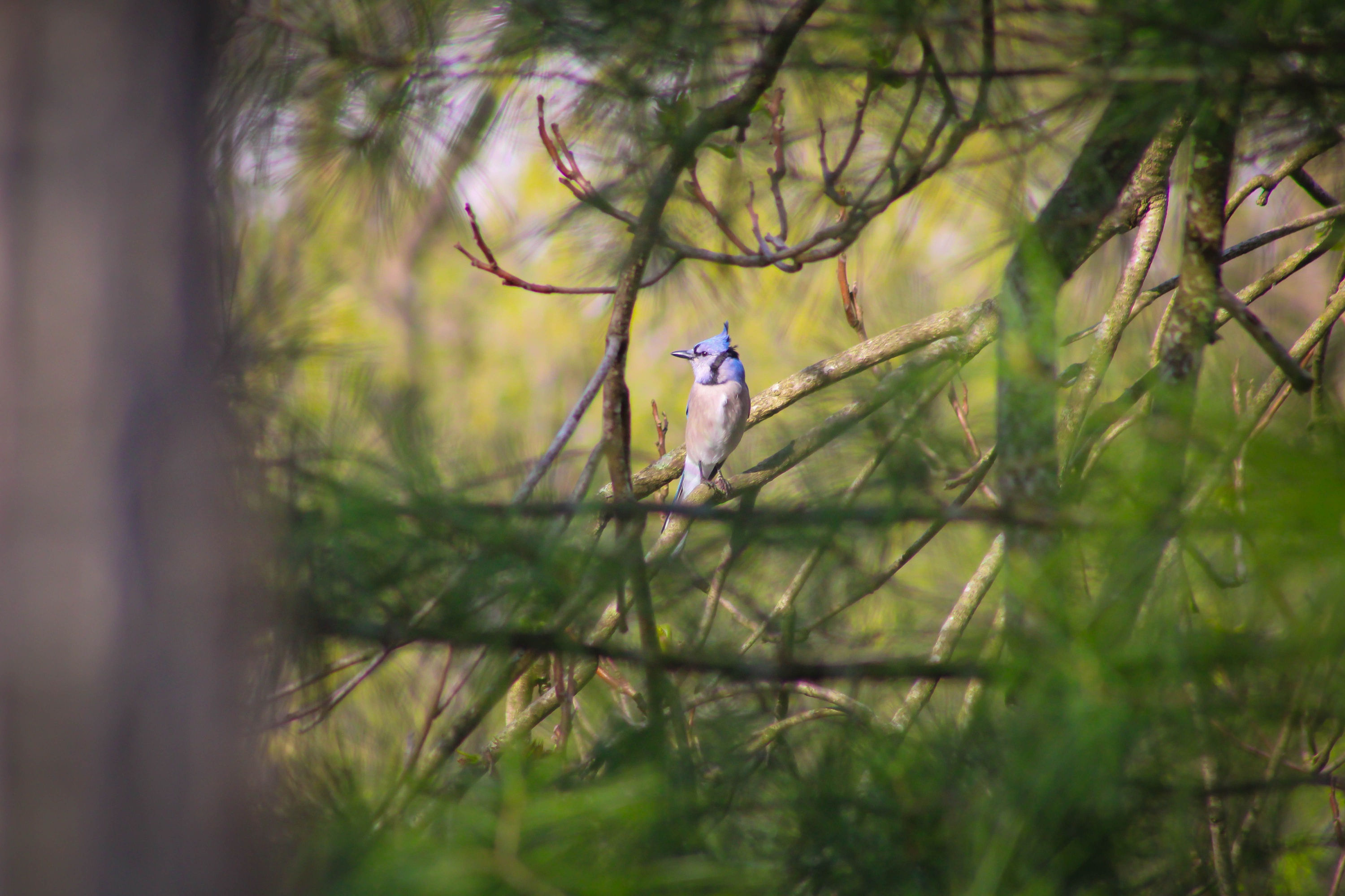 Blue Jay (Cyanocitta cristata) with Dragon-like Crest