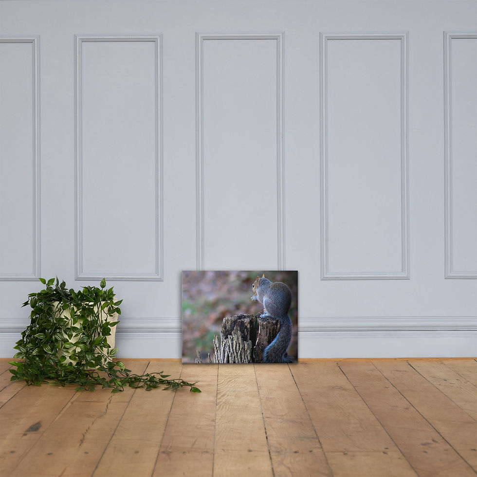 Thumbnail: Eastern Gray Squirrel Canvas