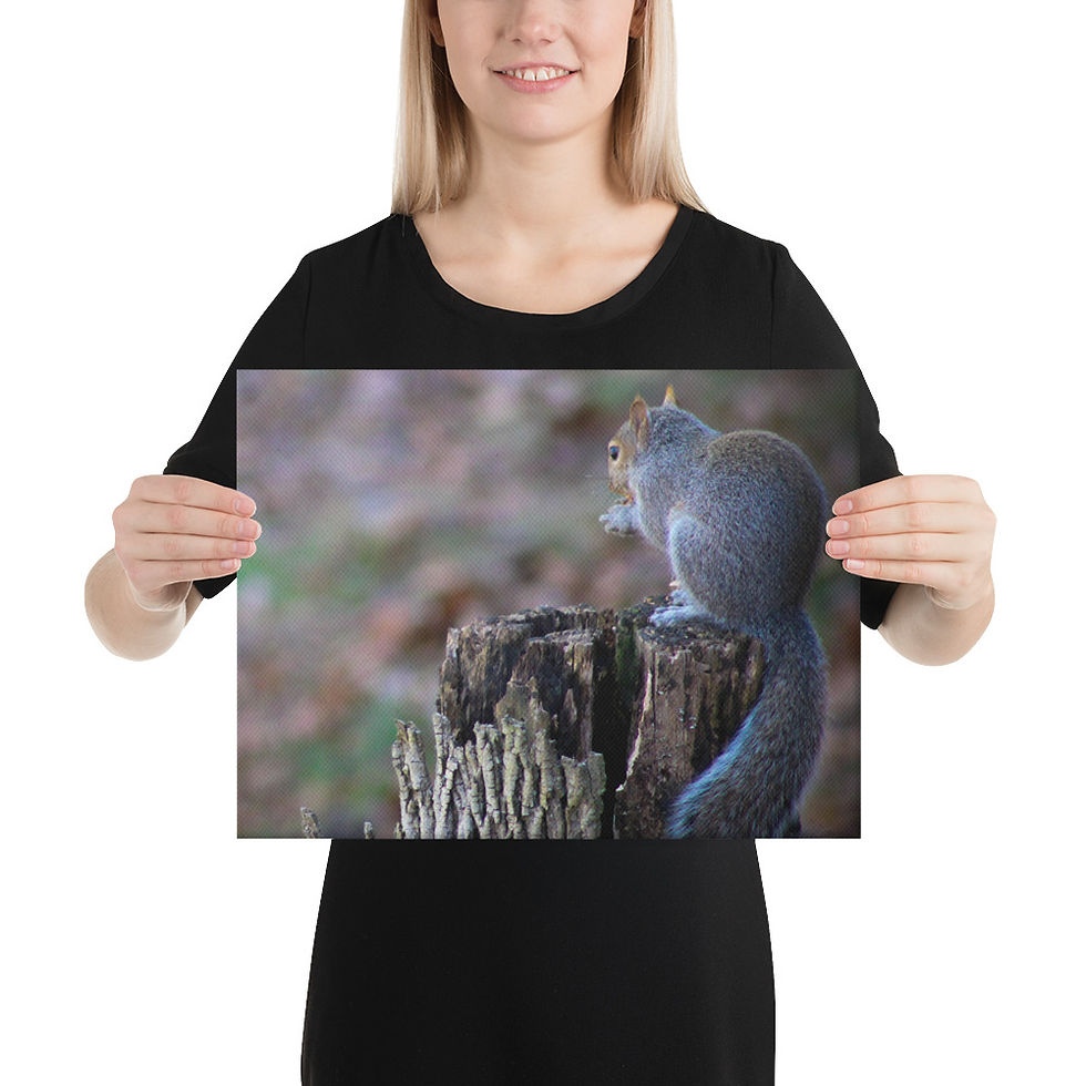 Thumbnail: Eastern Gray Squirrel Canvas