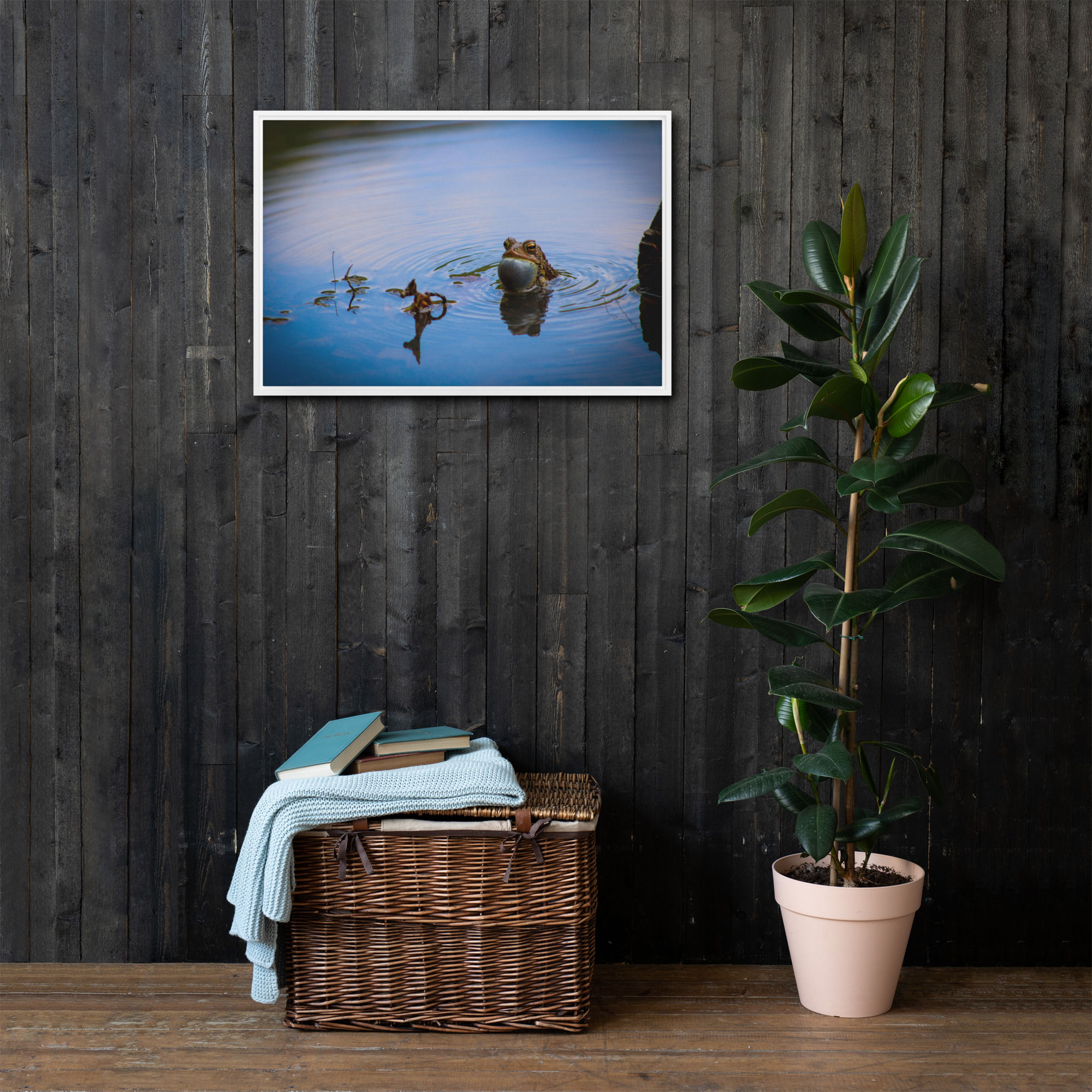 Vocalizing American Toad Framed canvas