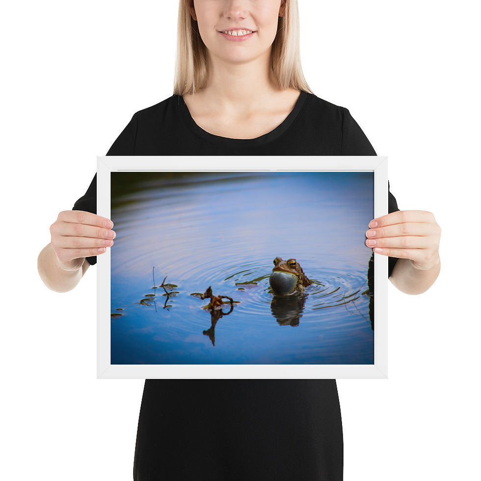 Thumbnail: Framed Vocalizing American Toad poster