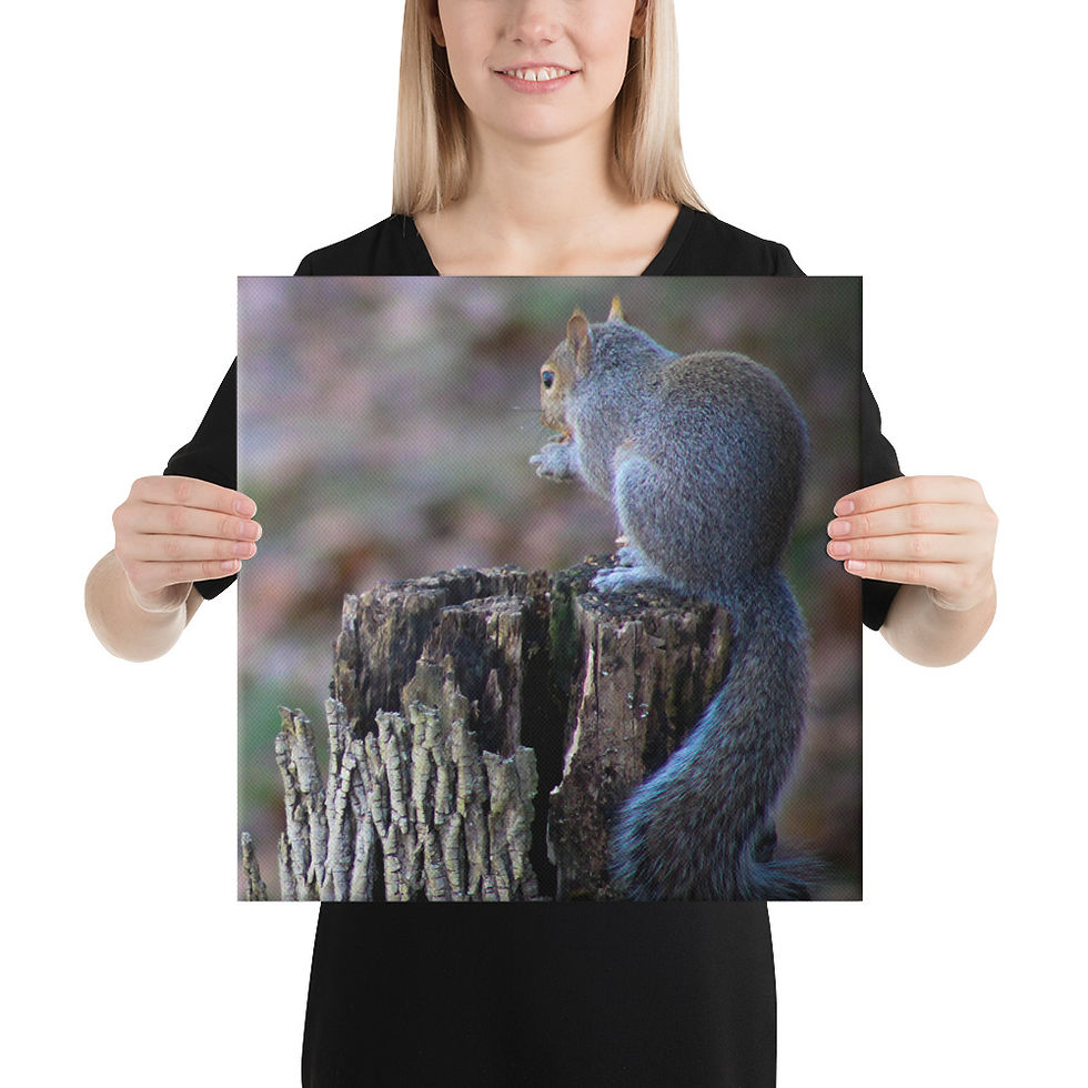 Thumbnail: Eastern Gray Squirrel Canvas