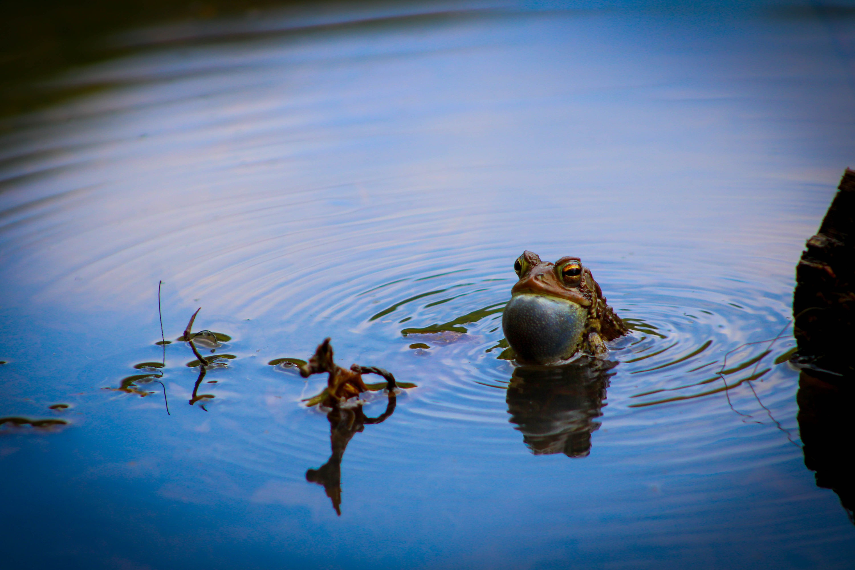 American Toad (Anaxyrus americanus) Vocalizing