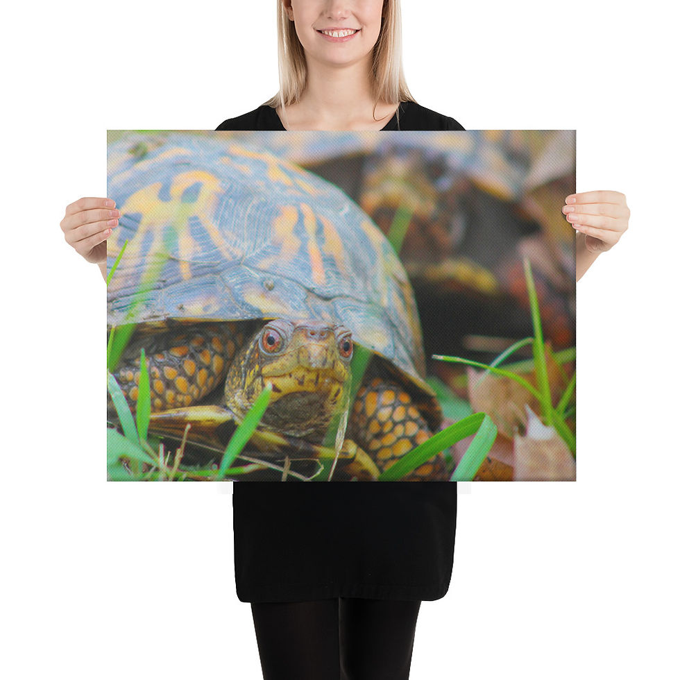 Thumbnail: Eastern Box Turtle Pair Canvas