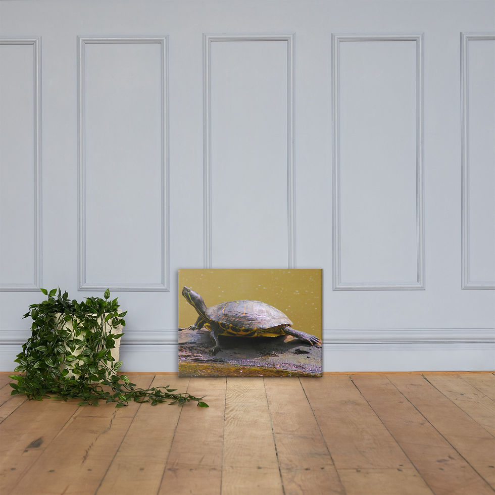 Thumbnail: Red-Eared Slider Basking Canvas