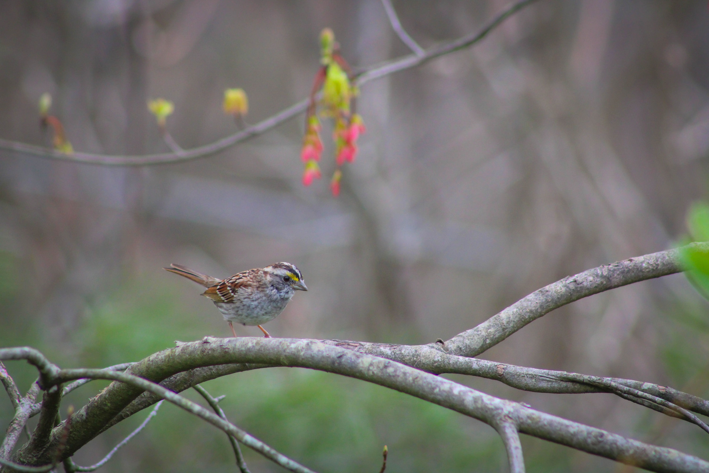 White-Throated Sparrow (Zonotrichia albicollis Tan-Striped Morph)