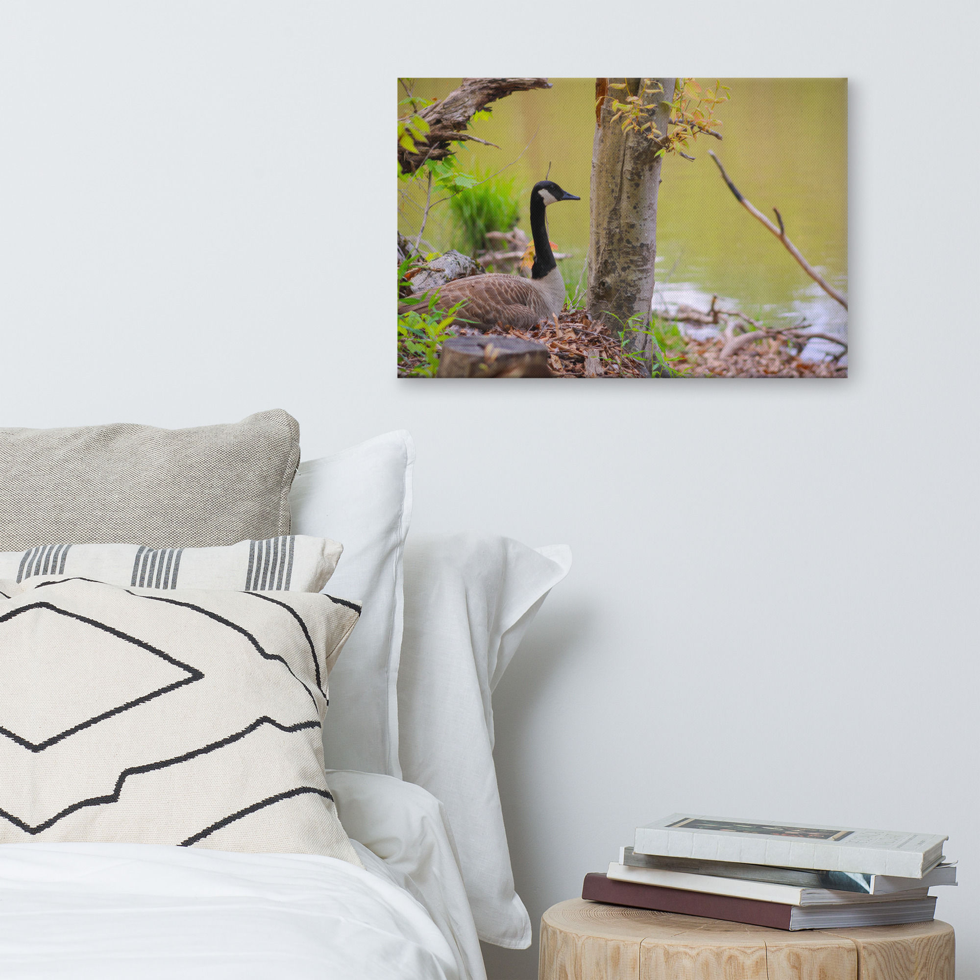 Mother Canada Goose Incubating Nest Canvas