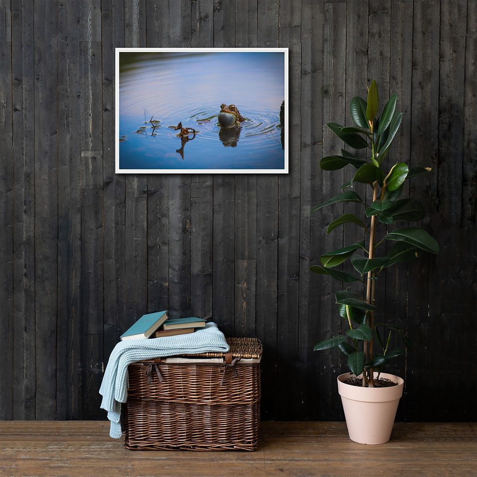 Thumbnail: Vocalizing American Toad Framed canvas