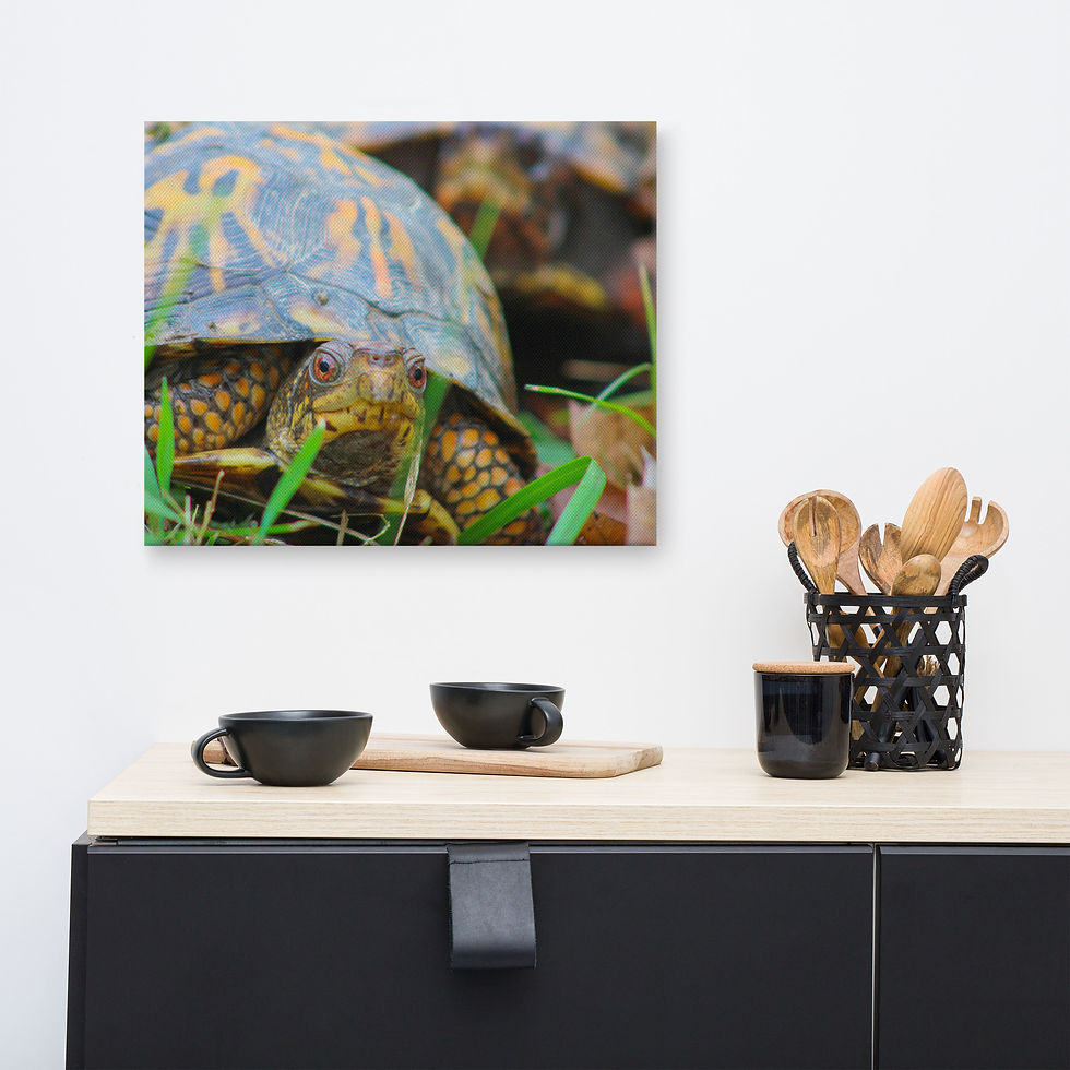 Thumbnail: Eastern Box Turtle Pair Canvas