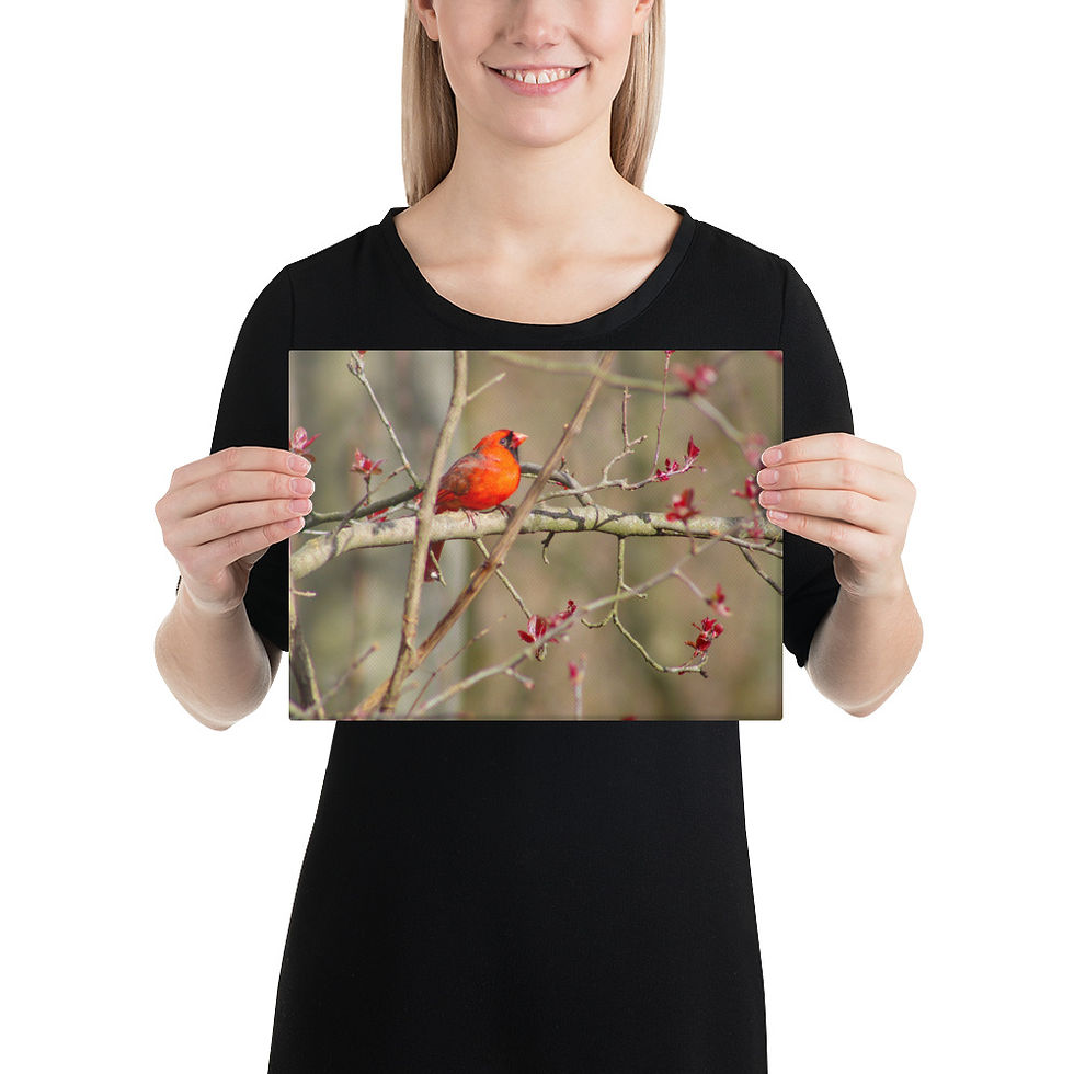 Thumbnail: Male Northern Cardinal Canvas