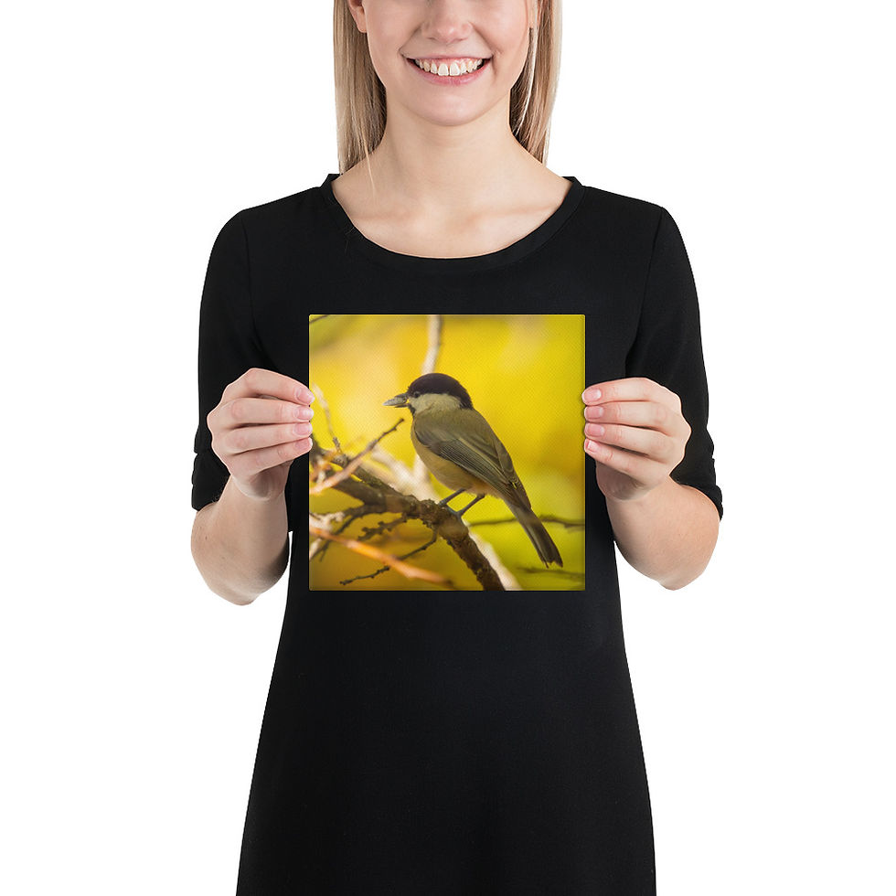 Thumbnail: Carolina Chickadee (Poecile carolinensis) Canvas